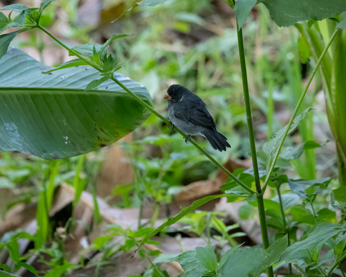 Grey Seedeater (Sporophila intermedia), photo 2