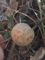 Andricus vacciniifoliae