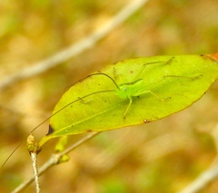 Neobarrettia sinaloae