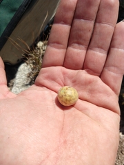 Andricus vacciniifoliae