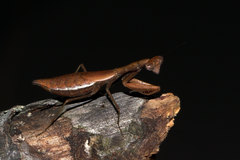 Callimantis antillarum