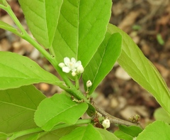 Casearia dolichophylla