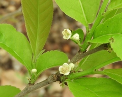 Casearia dolichophylla