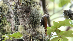 Lepidocolaptes leucogaster