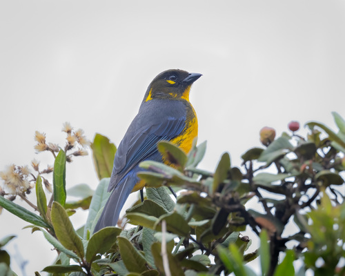 Lacrimose Mountain Tanager (Anisognathus lacrymosus), photo 7