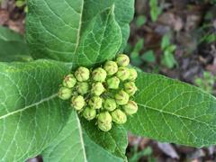 Asclepias notha