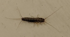 Ctenolepisma lineatum
