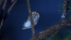 Megascops trichopsis