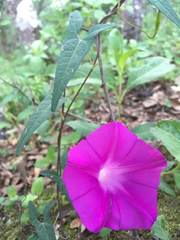 Ipomoea elongata