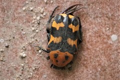 Euphoria fascifera