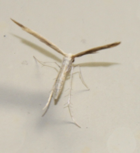 Mousy Plume Moth photo 5