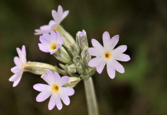 Primula incana
