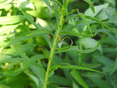 Pselliopus cinctus