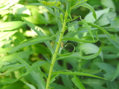 Pselliopus cinctus