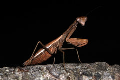 Callimantis antillarum