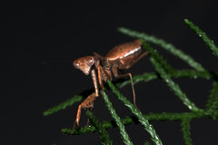 Callimantis antillarum