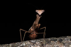 Callimantis antillarum