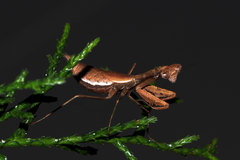 Callimantis antillarum