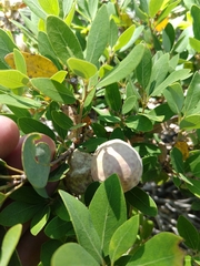 Andricus vacciniifoliae