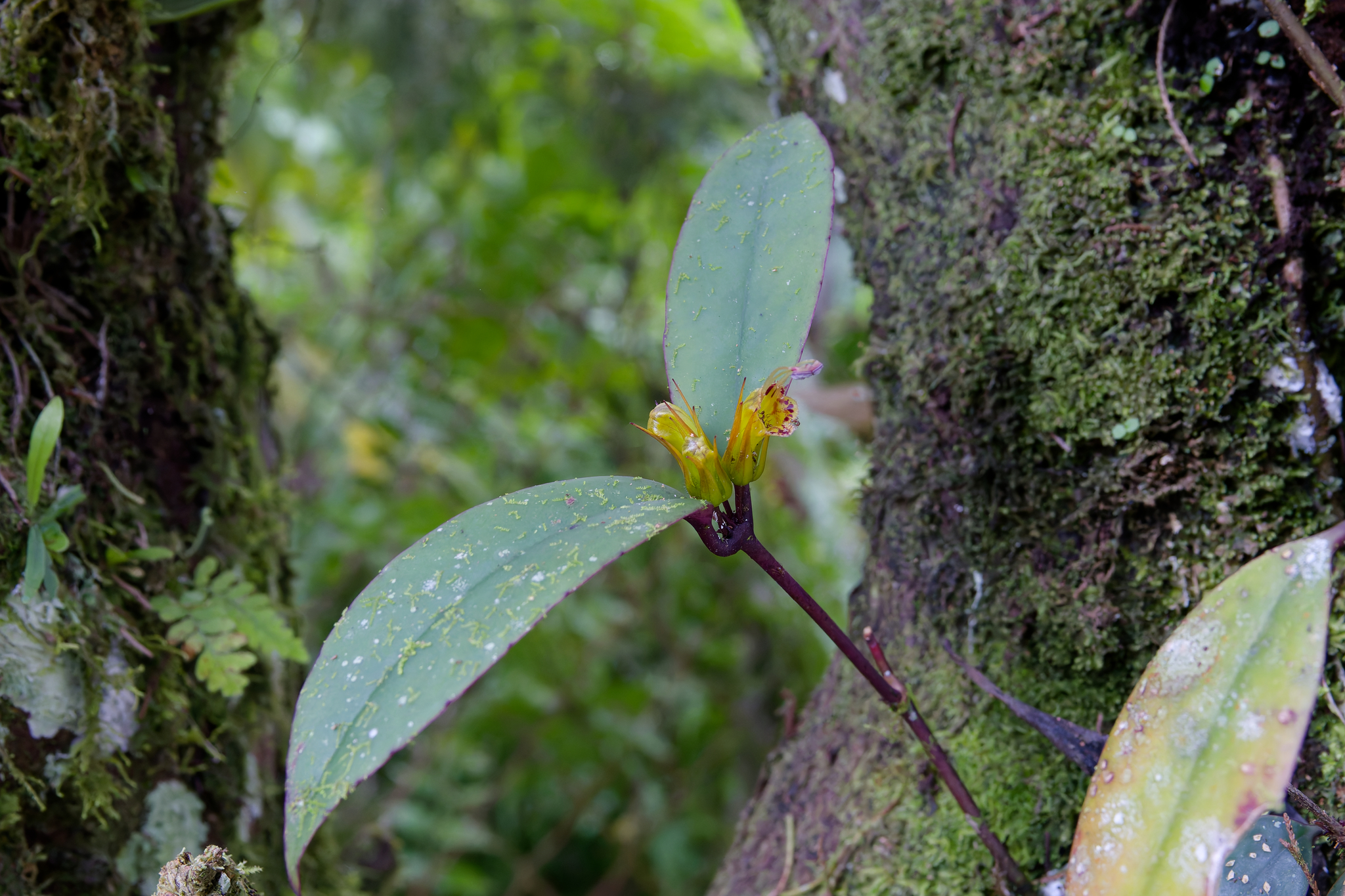 Aeschynanthus albidus (Blume) Steud. 4