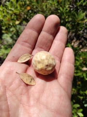 Andricus vacciniifoliae