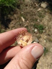 Andricus vacciniifoliae