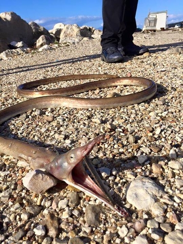 Serpent eel (Ophisurus serpens) — Ophichthidae — 3