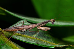Callimantis antillarum