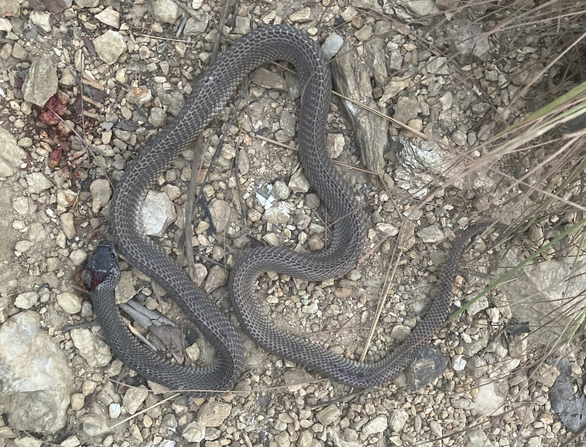 African File Snake photo 2