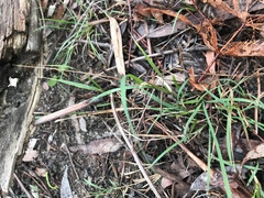 Microlaena stipoides