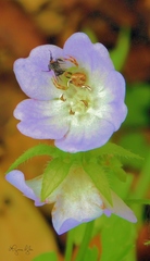 Mecaphesa carletonica