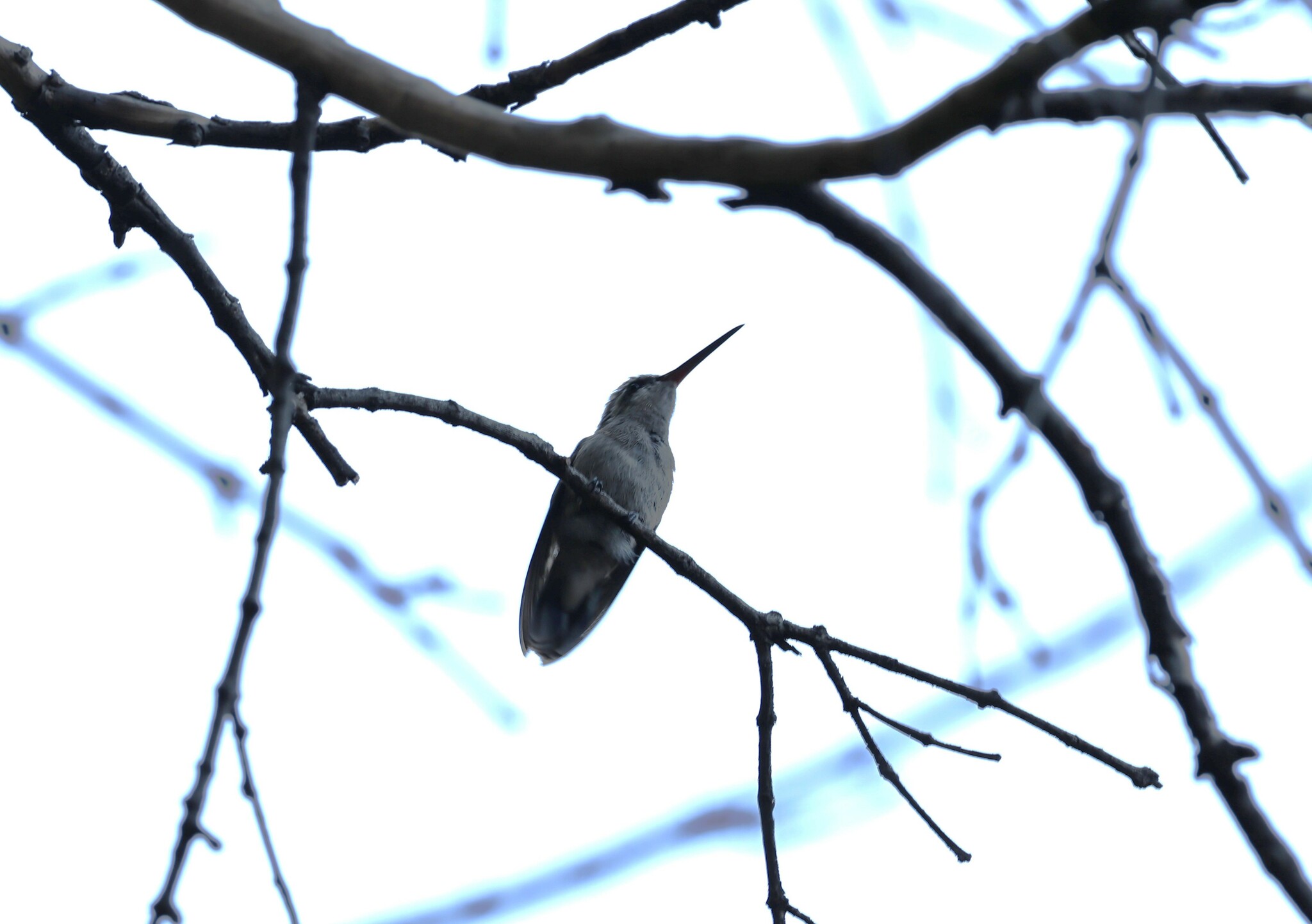 Dusky Hummingbird (Phaeoptila sordida), photo 8