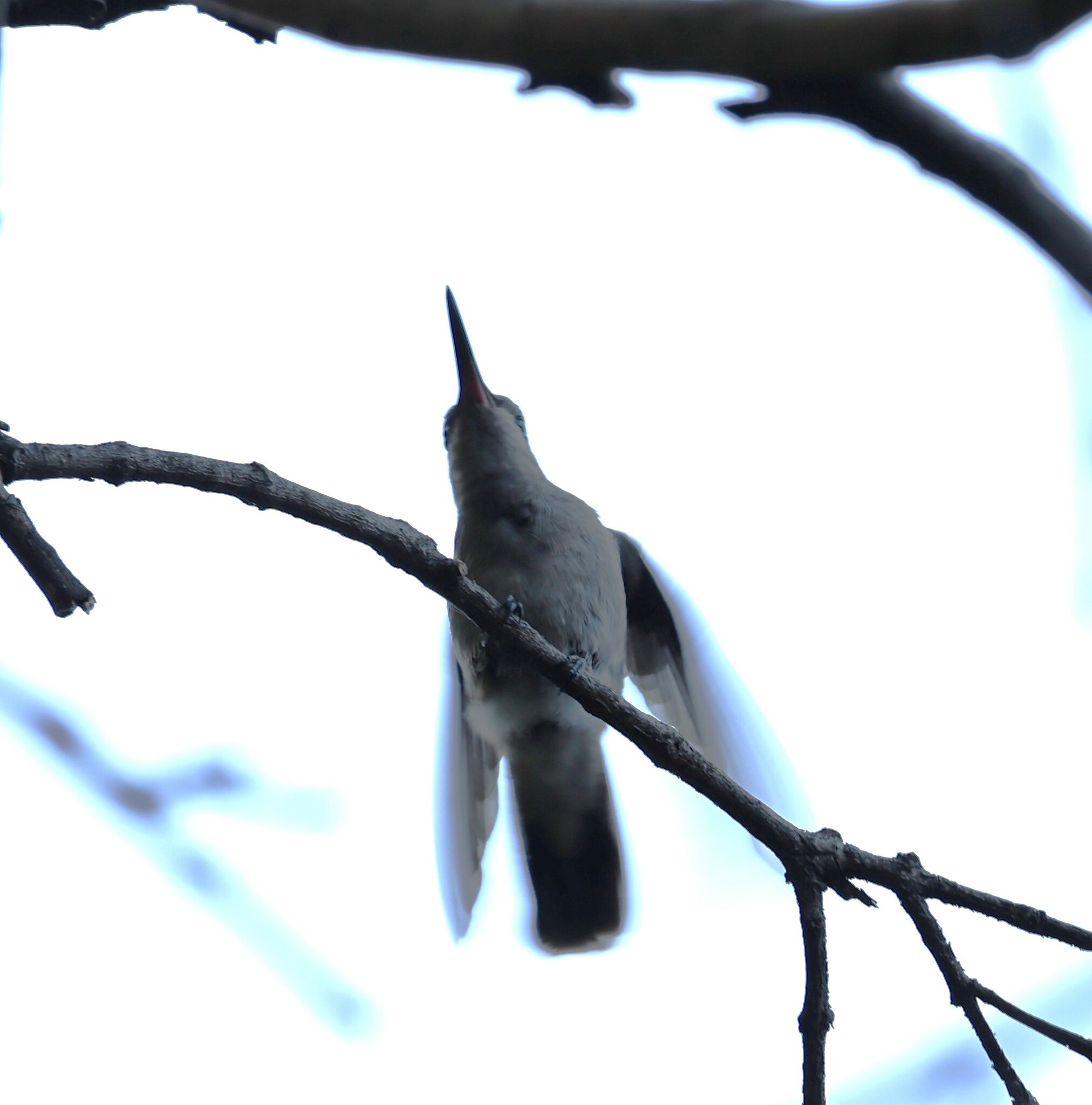 Dusky Hummingbird (Phaeoptila sordida), photo 9
