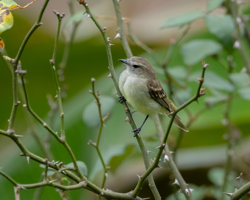 Mouse-colored Tyrannulet (Nesotriccus murinus), photo 9