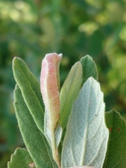 Dasineura salicifoliae