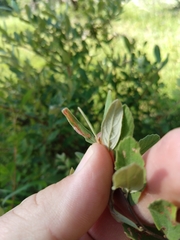 Dasineura salicifoliae
