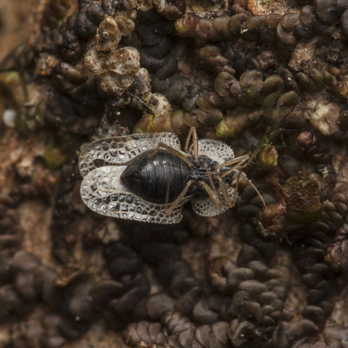 Eastern Sycamore Lace Bug photo 5