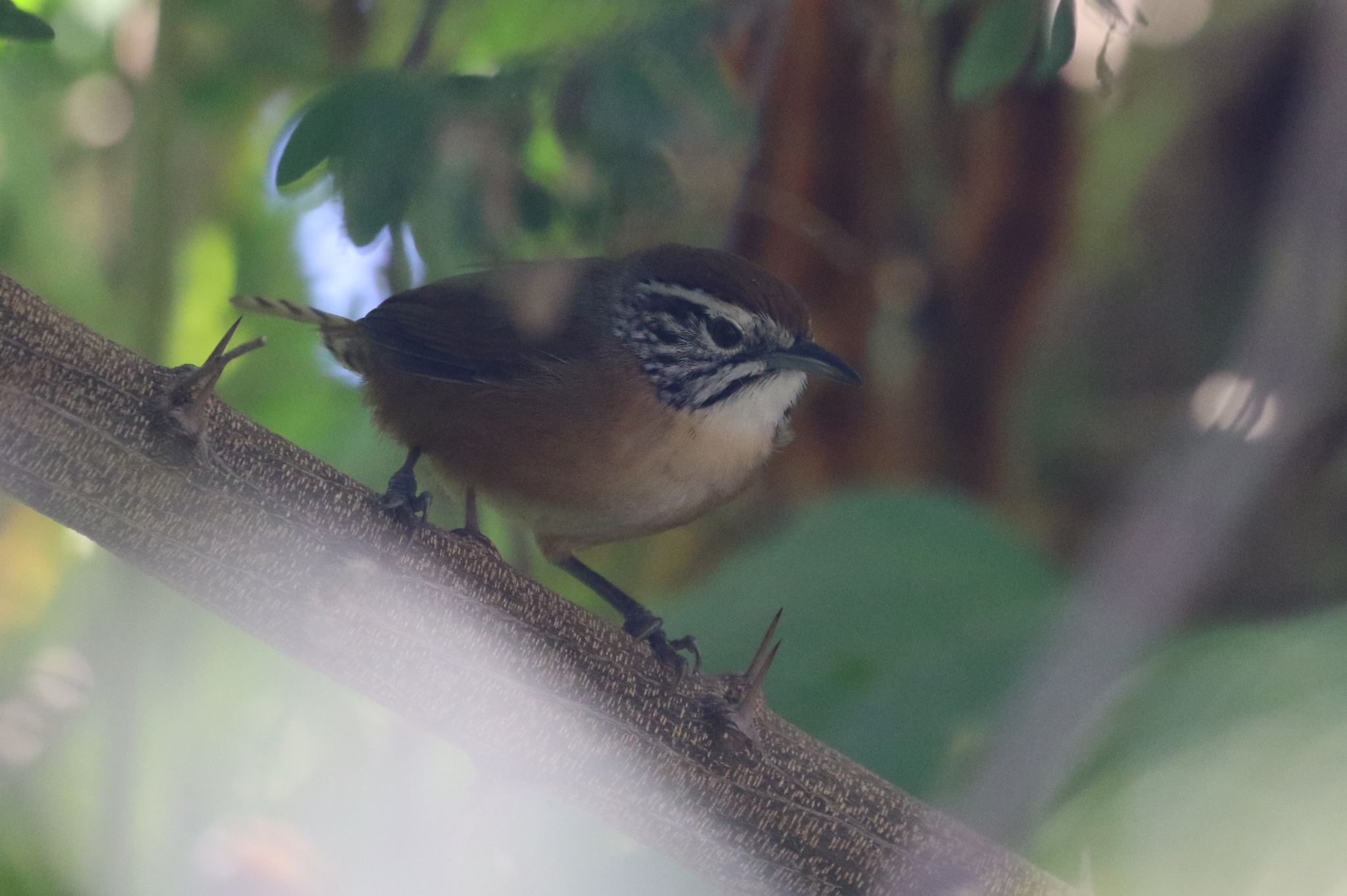 Happy Wren (Pheugopedius felix), photo 4