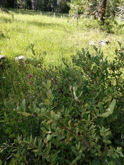 Dasineura salicifoliae