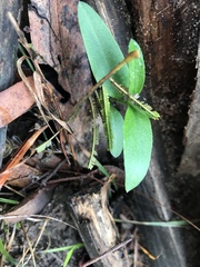 Pterostylis melagramma