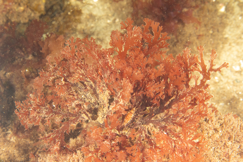 Callophyllis variegata observed 2022-10-05