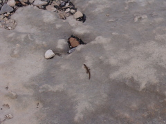 Sphaerodactylus nicholsi