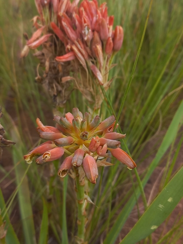Babanango Leptoaloe (Aloe nicholsii)