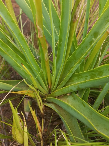 Image of Aloe nicholsii by (c) Brian du Preez, some rights reserved (CC BY-SA)
