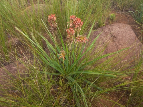 Image of Aloe nicholsii by (c) Brian du Preez, some rights reserved (CC BY-SA)
