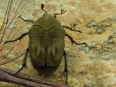 Hologymnetis margaritis