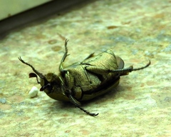 Hologymnetis margaritis