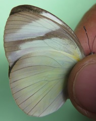 Itaballia demophile centralis