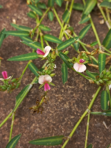 Red moneywort (Alysicarpus rugosus)