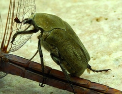 Hologymnetis margaritis